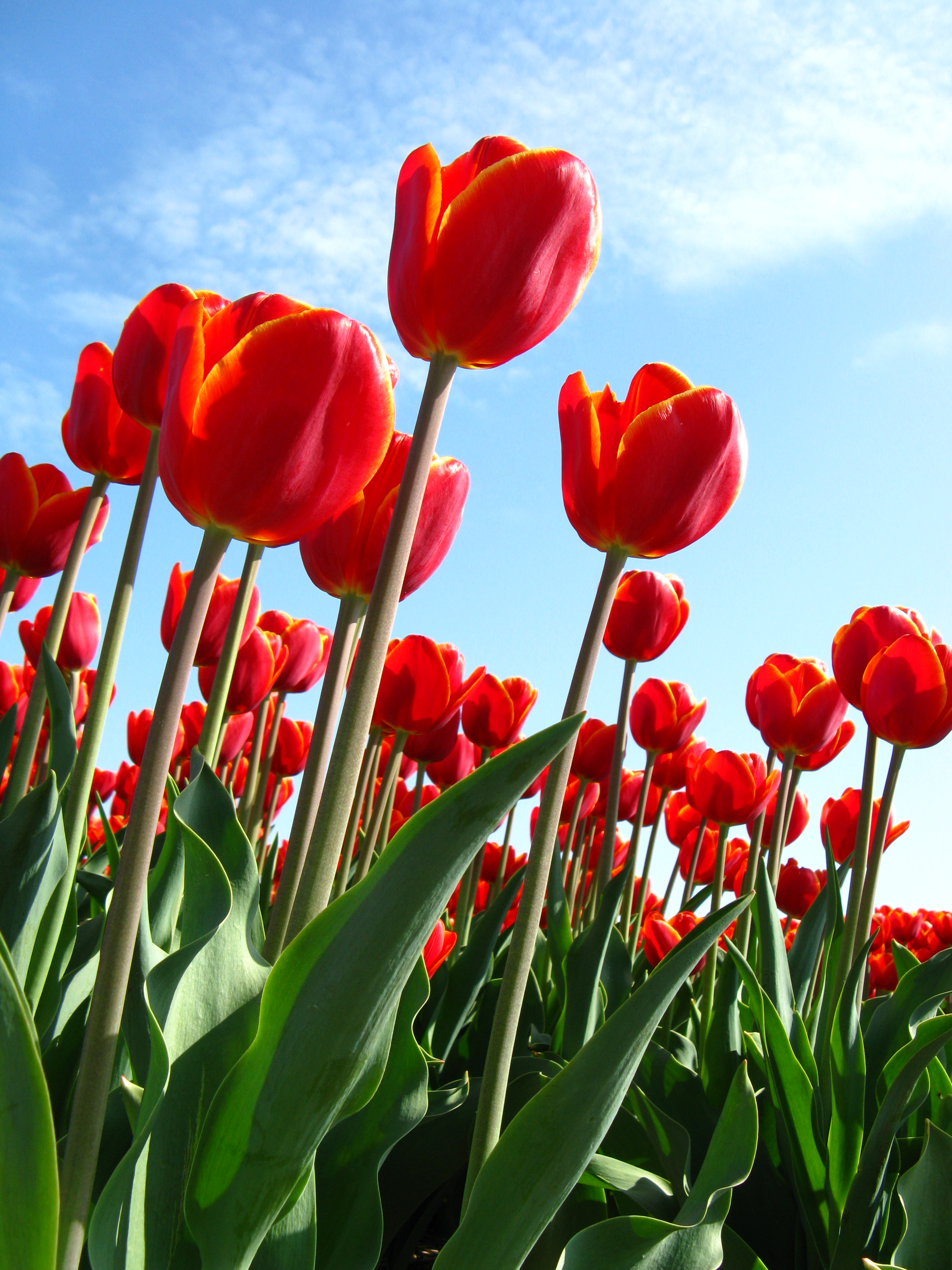redtulipfile4411256210064.jpg