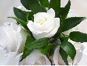 rosesmorguefile0001496805527-whitesingle-small.jpg