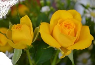 rosesmorguefilesmallyellowcrop1ex.jpg